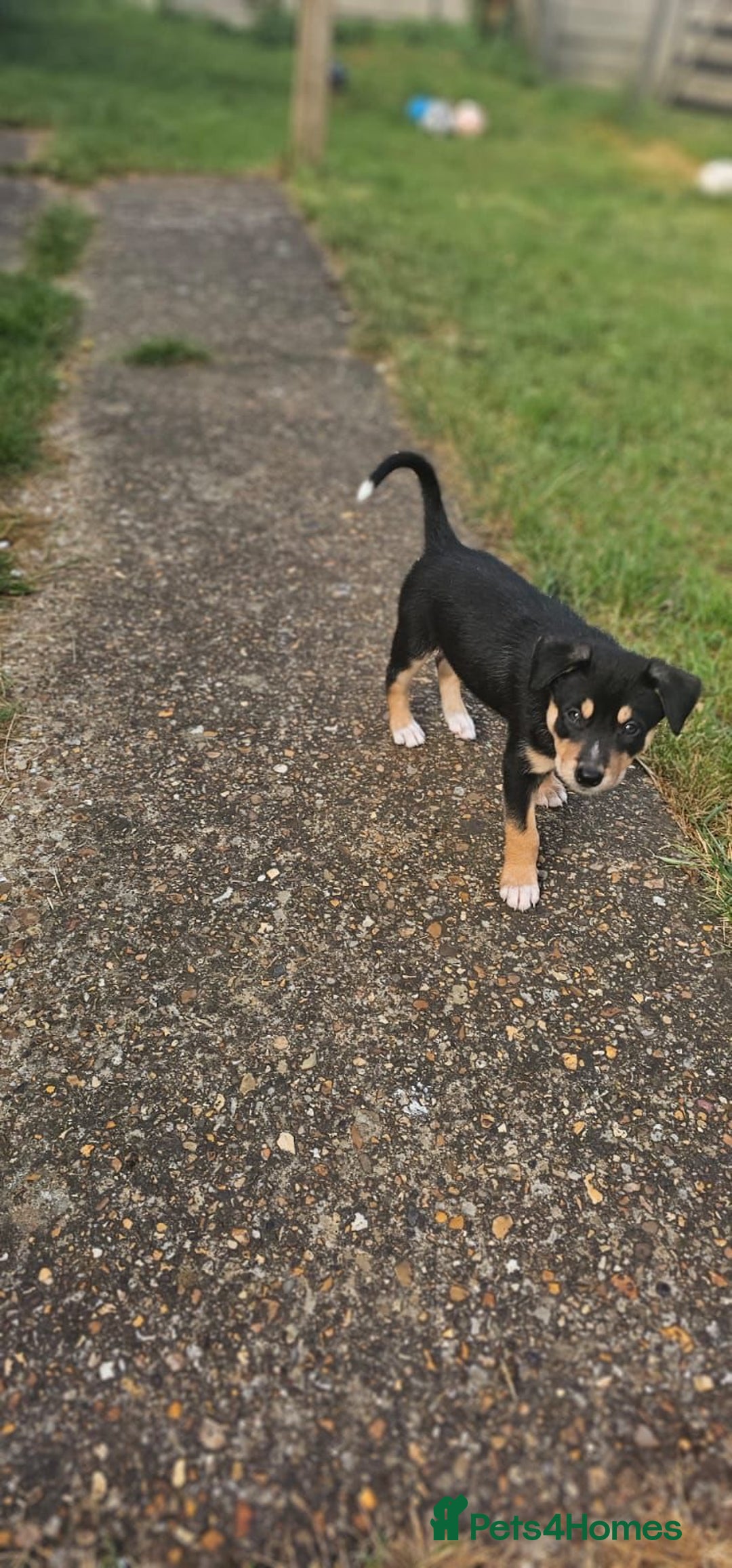 Mixed Breed dogs for sale: Our beautiful boy Koda💙 - Advert 35