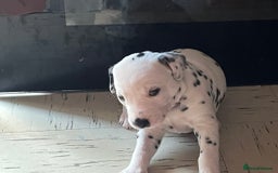 Dalmatian dogs for sale: Puppied - Image 2