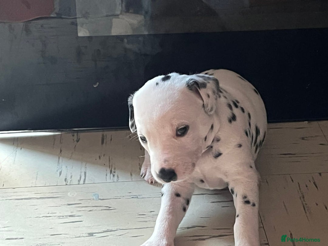 Dalmatian dogs for sale: Puppied - Image 2