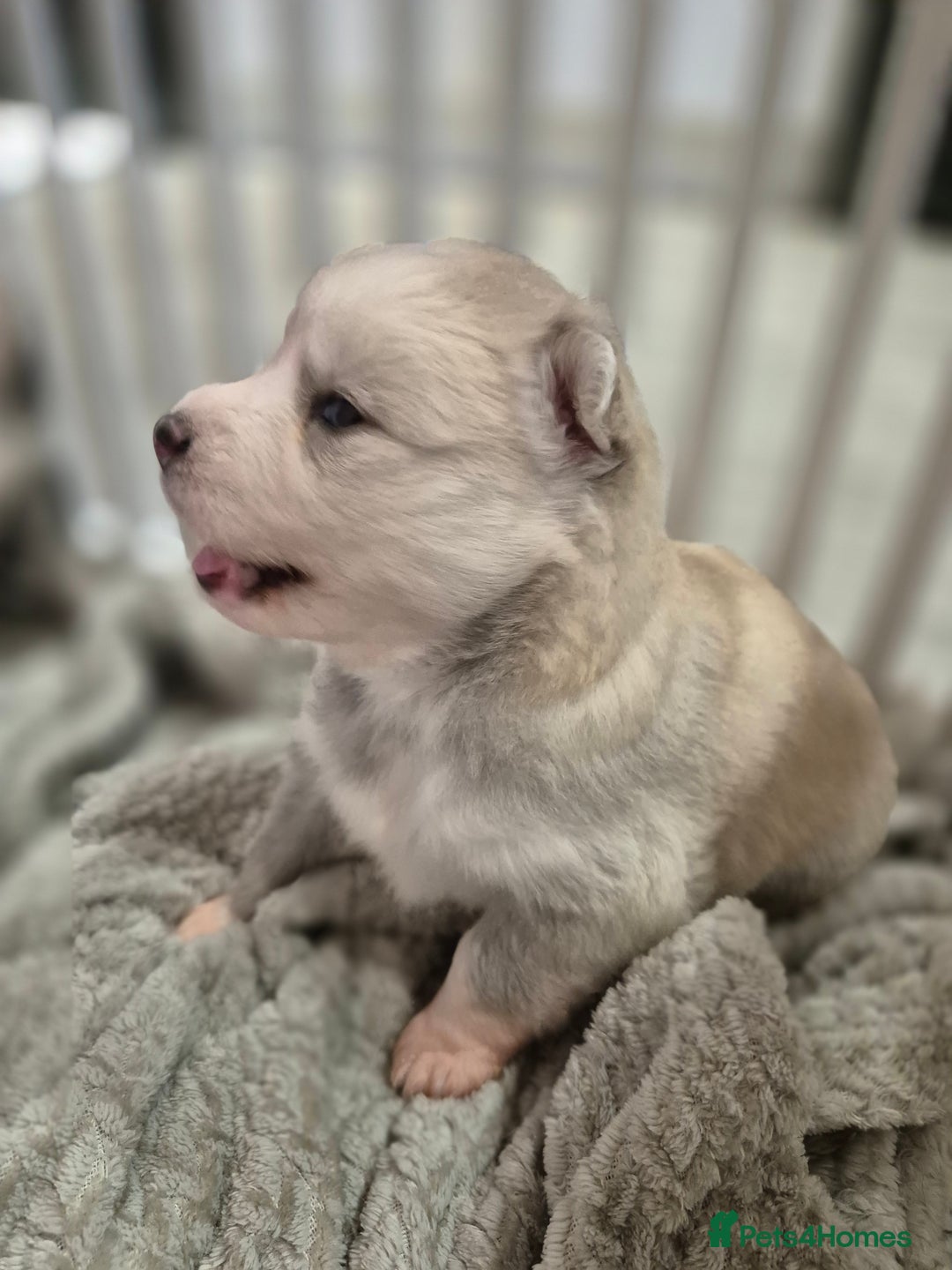 Pomsky dogs for sale: The perfect Blue eyed pomskys  - Advert 4