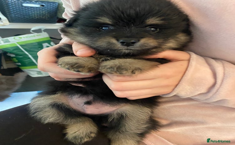Mixed Breed dogs Pomspitz super fluffy babies  - Advert 3