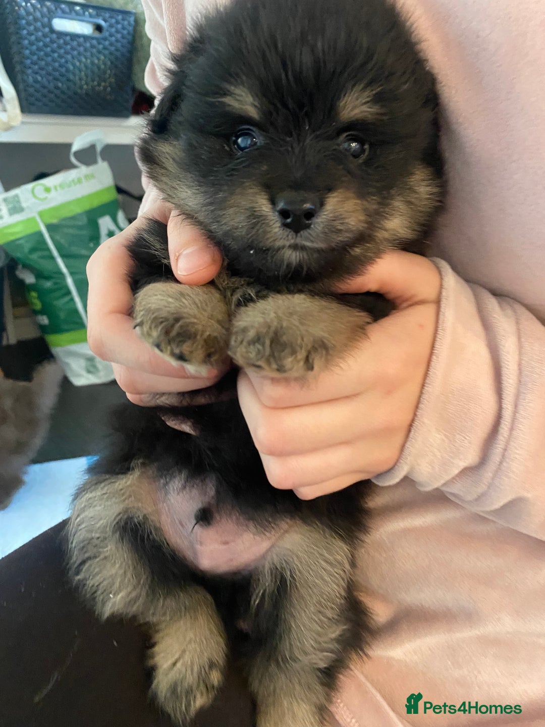 Mixed Breed dogs for sale: Pomspitz super fluffy babies  - Image 2
