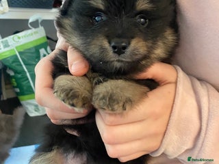 Mixed Breed dogs Pomspitz super fluffy babies - Advert 9