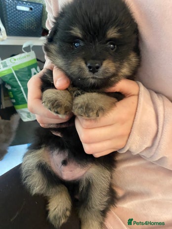Mixed Breed dogs Pomspitz super fluffy babies - Advert 3