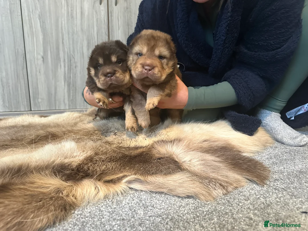 Shar Pei dogs for sale: Top quality choc and tan bear coat sharpies - Advert 7