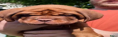 Dogue De Bordeaux 2
