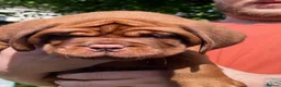 Dogue De Bordeaux dogs for sale: Exceptional KC Dogue de Bordeaux Puppies - Advert 40