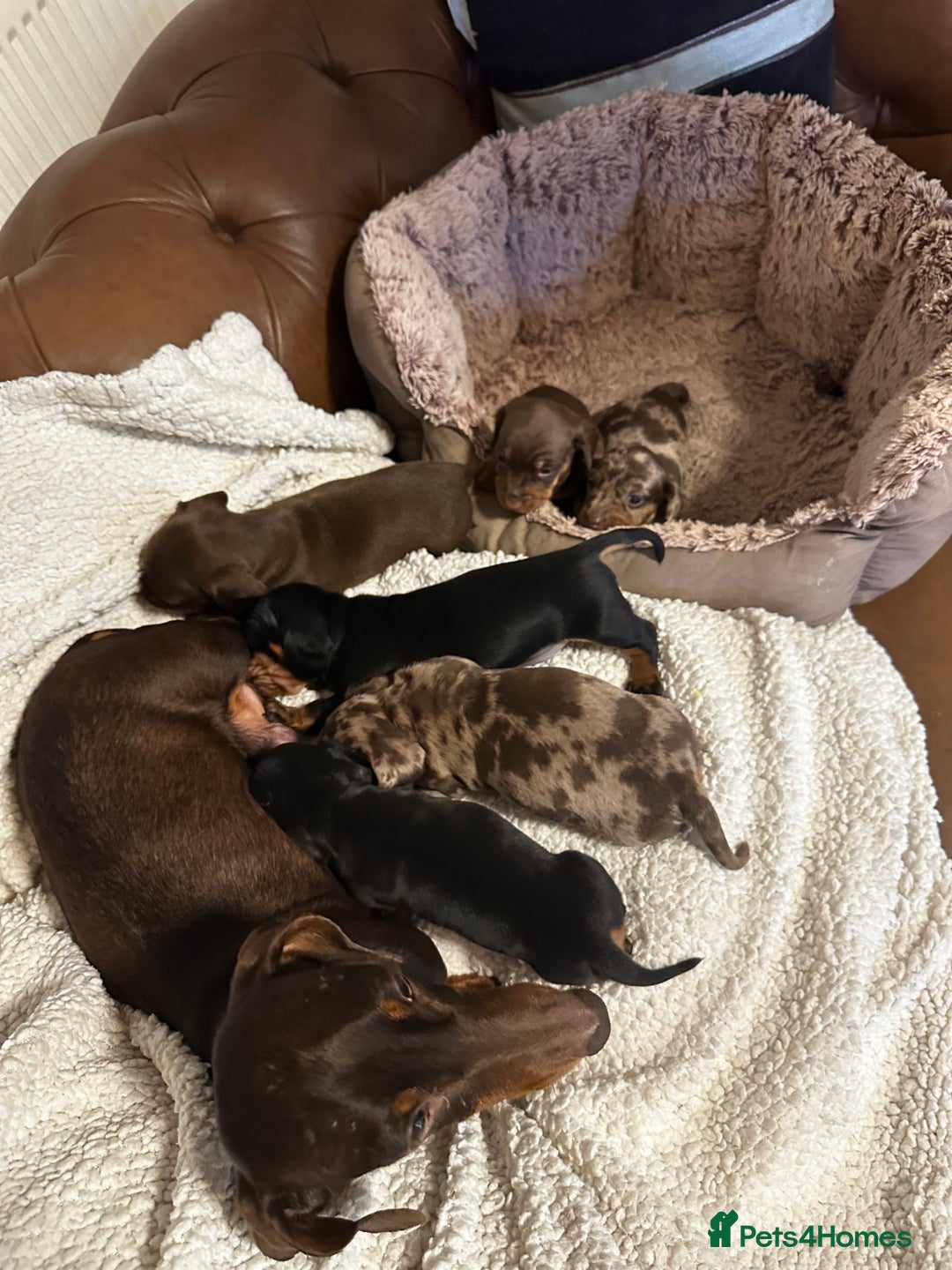 Miniature Dachshund dogs for sale: sweet mini dachshund babies - Advert 9