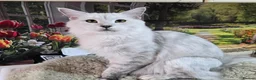 Maine Coon cats for sale: Silver shaded princess  - Advert 6