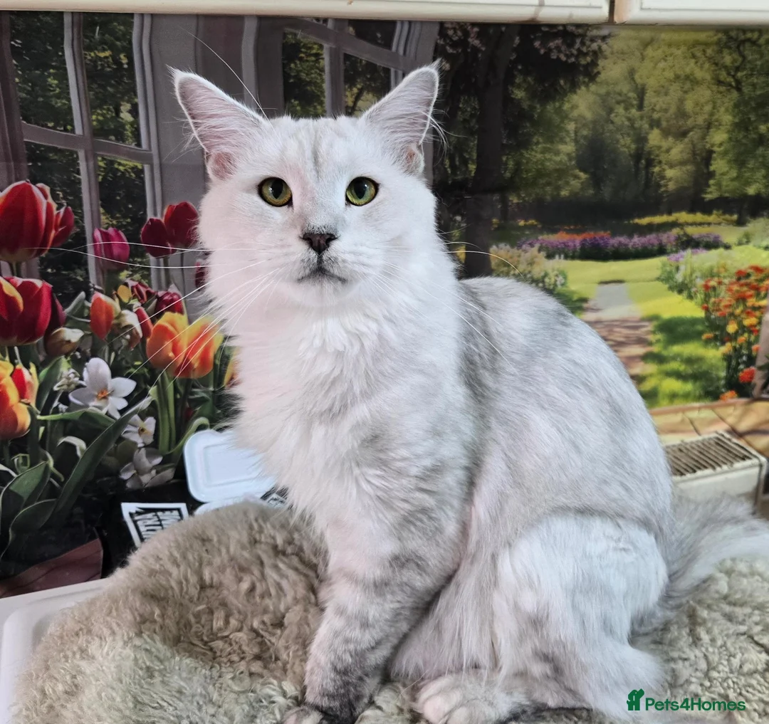 Maine Coon cats for sale: Silver shaded princess  - Advert 6