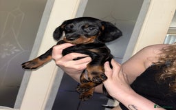 Mixed Breed dogs for sale: Doxiepoo puppies (3/4 minature dachshund) - Image 6
