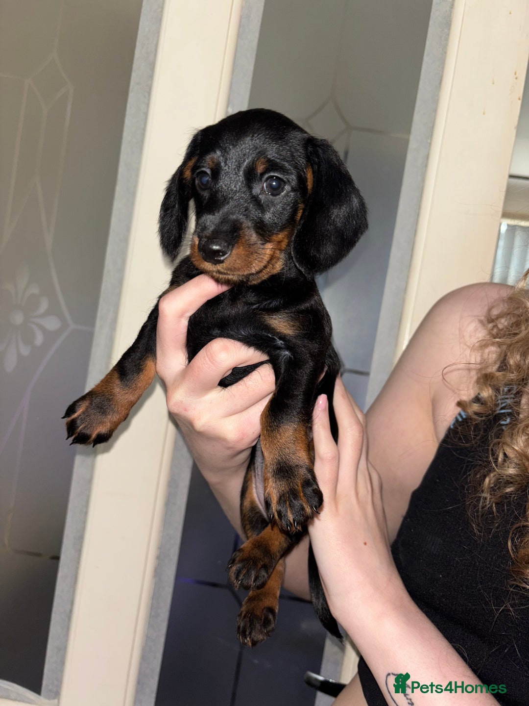 Mixed Breed dogs for sale: Doxiepoo puppies (3/4 minature dachshund) - Image 6