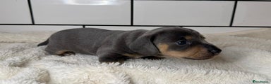 Miniature Dachshund Puppy 2