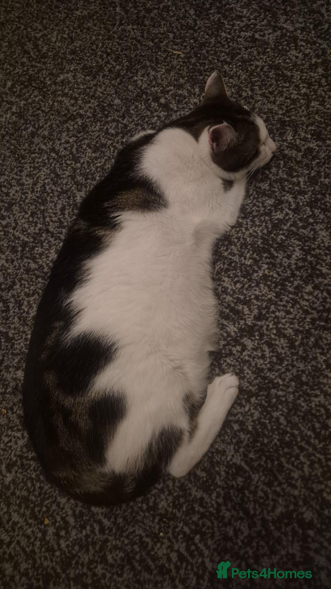 Mixed Breed cats for sale: Winston - Advert 2