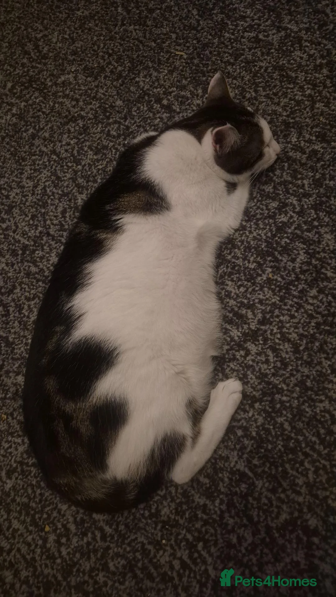 Mixed Breed cats for sale: Winston in Burnley - Advert 1