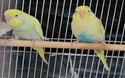 Budgerigars birds for sale: Beautiful Baby Budgies  - Image 4