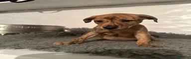 Lurcher Puppy 8
