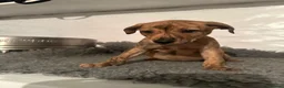 Lurcher dogs for sale: Lurcher puppies in Grange-over-Sands - Advert 19