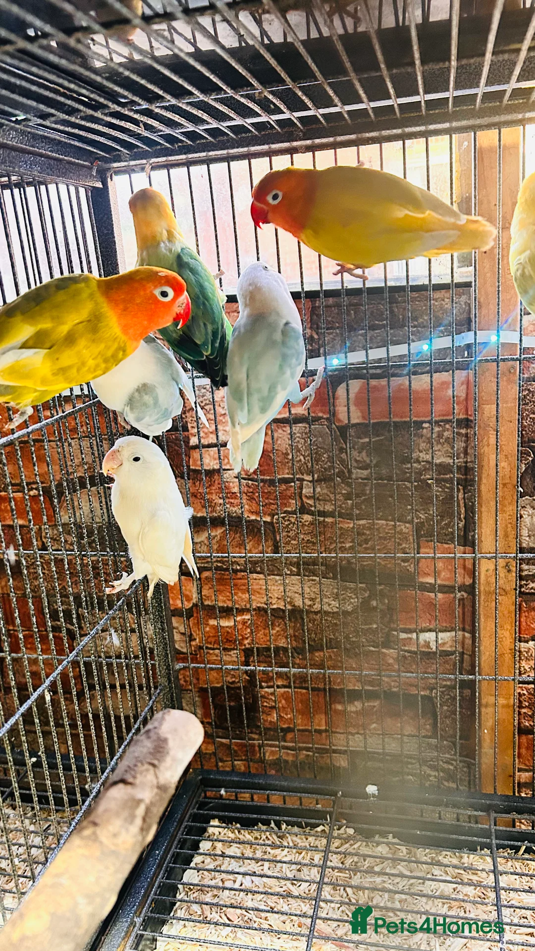 Lovebirds birds for sale: Various Fischer /masked lovebirds for sale  - Advert 6