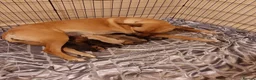 Belgian Shepherd Dog dogs for sale: Finding Teddy's forever home  in Corby - Advert 6