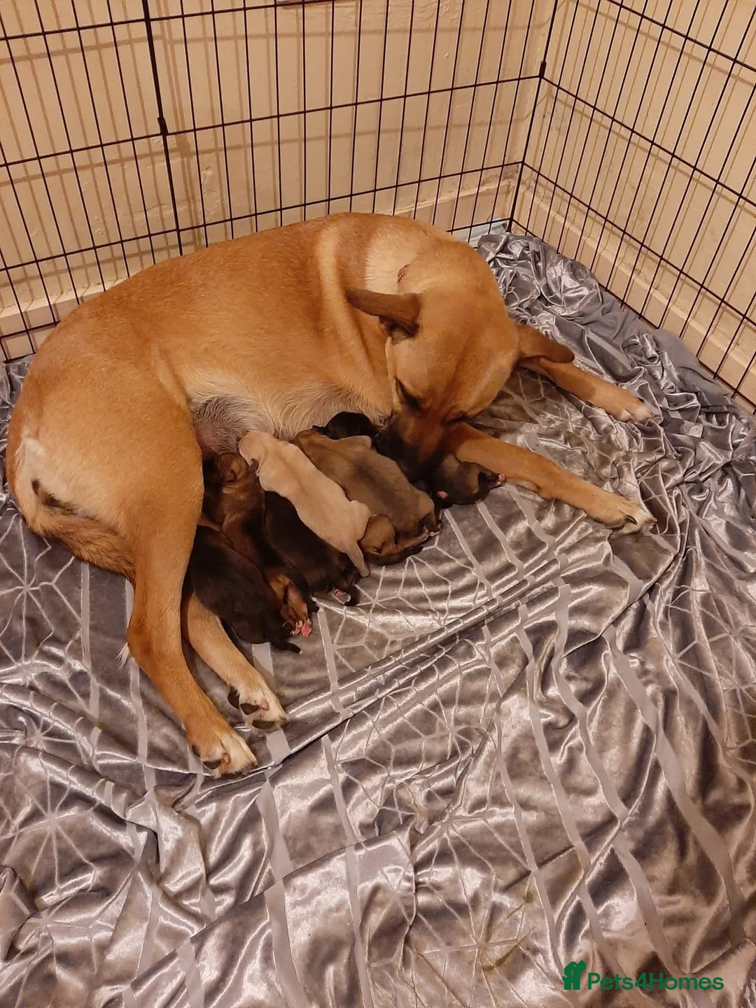 Belgian Shepherd Dog dogs for sale: Finding Teddy's forever home  in Corby - Advert 6