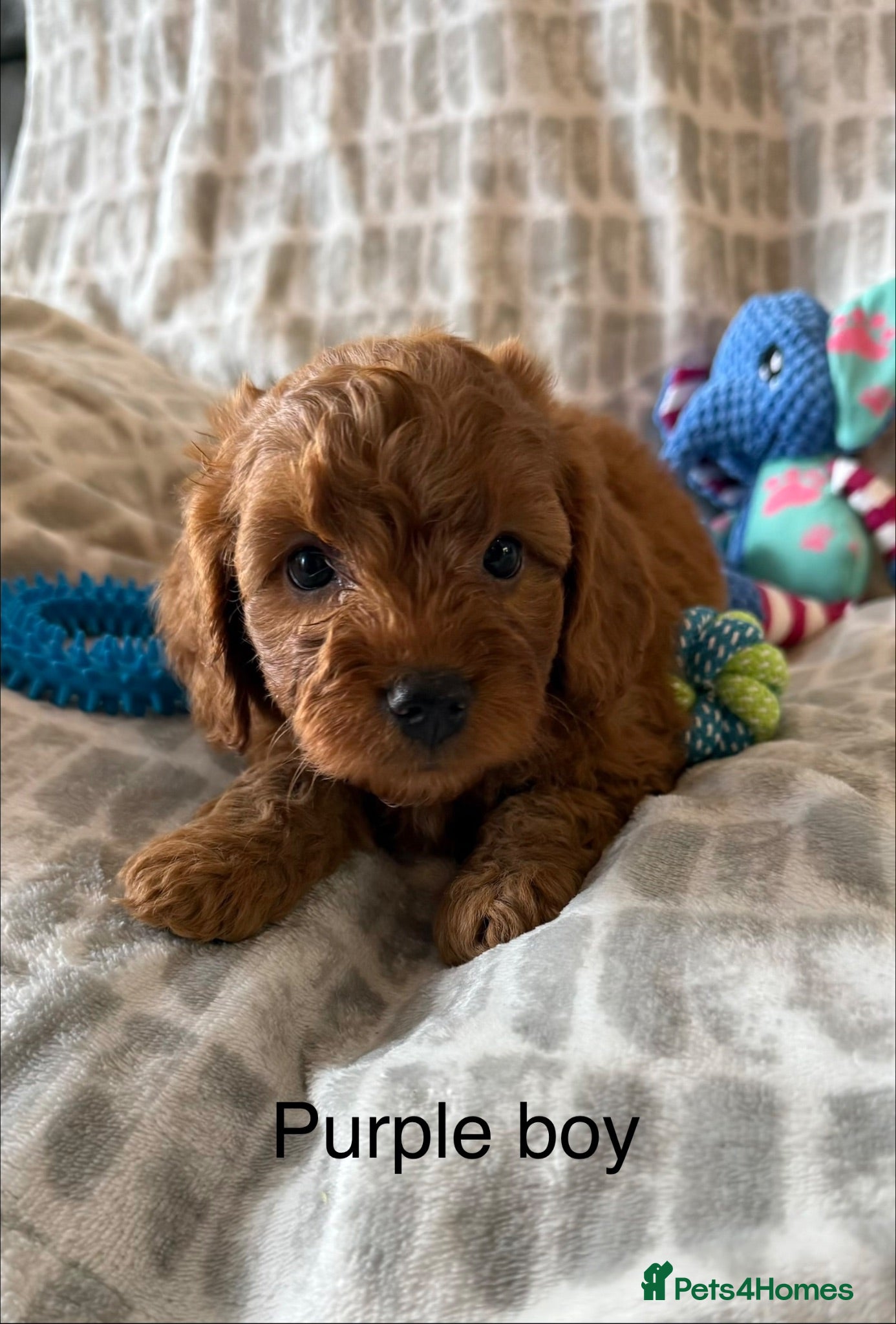 Cockapoo dogs Working cocker spaniel  - Advert 1