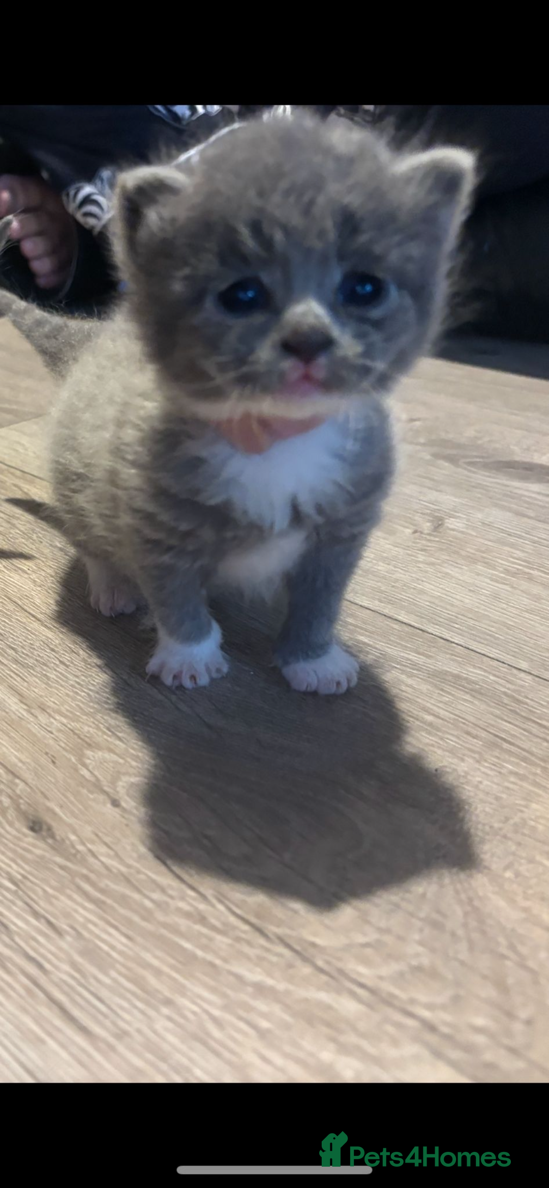 Persian cats for sale: Beautiful Persian kittens / 1 mixed breed  - Image 5