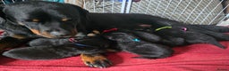 Rottweiler dogs for sale: Rottweiler puppies  - Advert 5