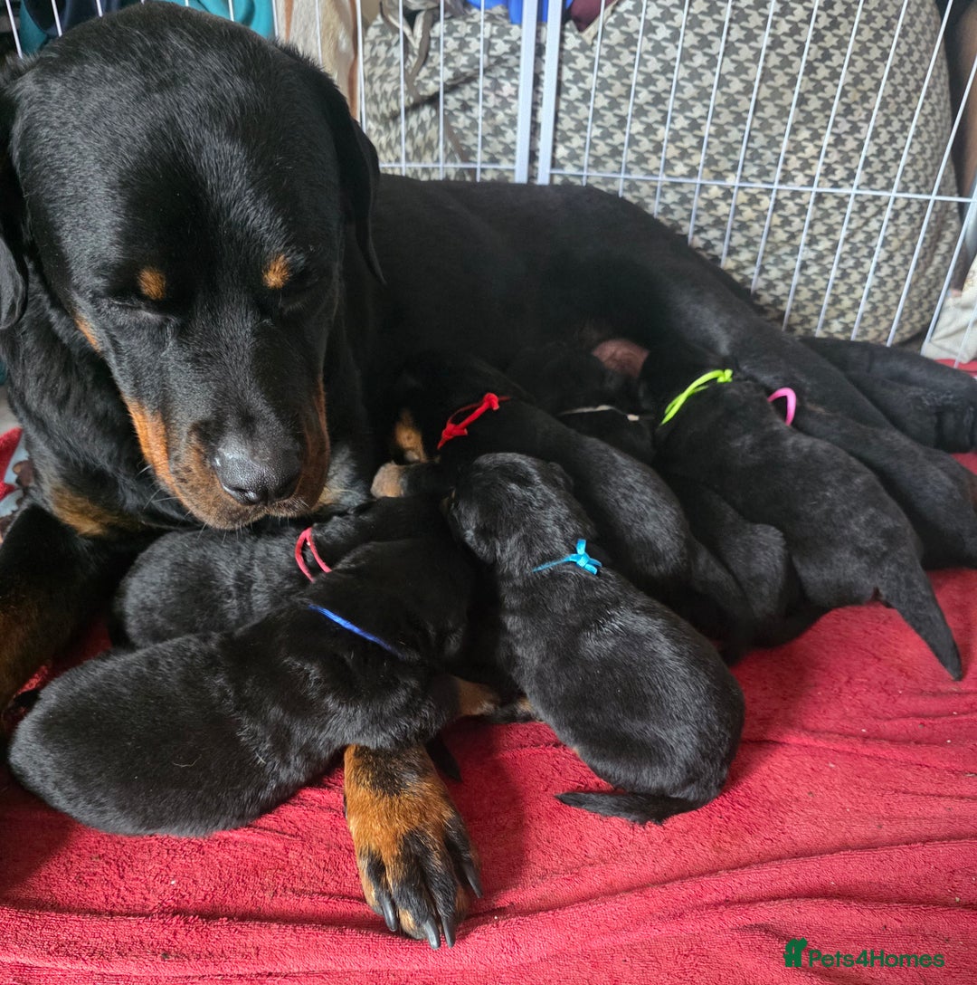 Rottweiler dogs for sale: Rottweiler puppies  - Image 5