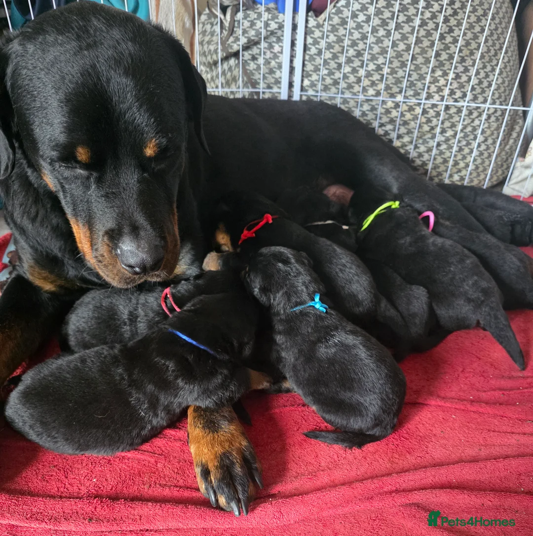 Rottweiler dogs for sale: Rottweiler puppies  - Advert 4