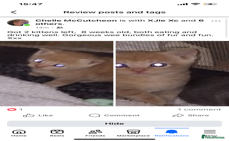 Mixed Breed cats - Advert 16