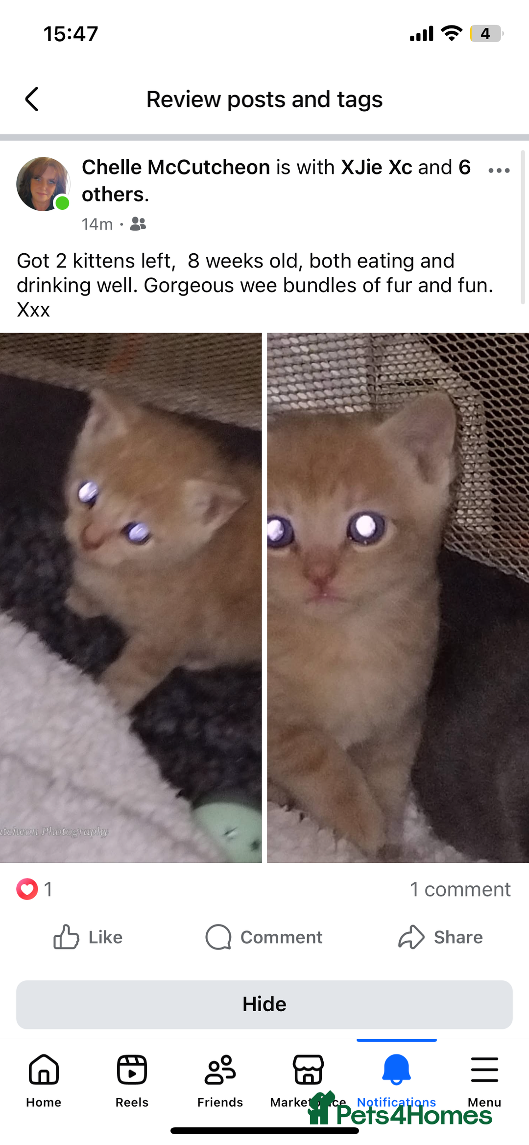 Mixed Breed cats for sale: KITTENS READY TO LEAVE  - Image 1