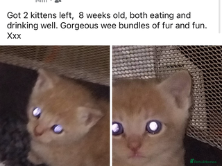Mixed Breed cats - Advert 15