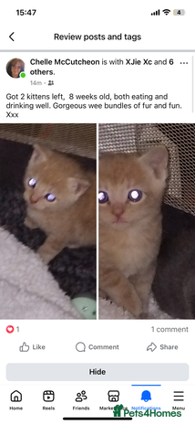 Mixed Breed cats - Advert 16