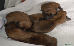 Cairn Terrier dogs for sale: GORGEOUS CAIRN TERRIER PUPPYS - Image 7