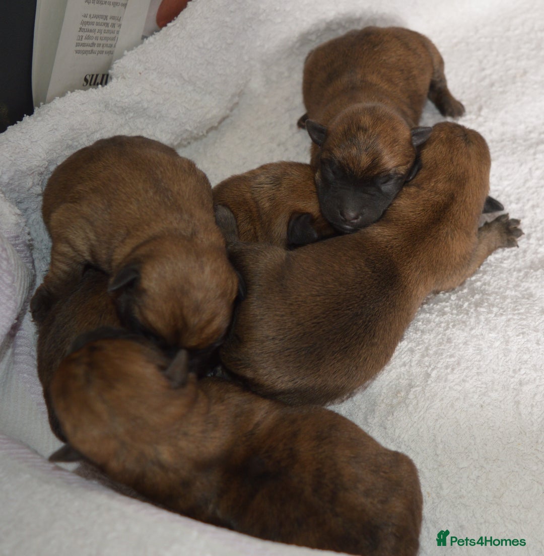 Cairn Terrier dogs for sale: GORGEOUS CAIRN TERRIER PUPPYS - Image 7