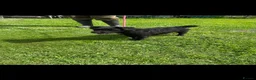 Patterdale Terrier dogs for sale: Patterdale x Bedlington pups  - Advert 4