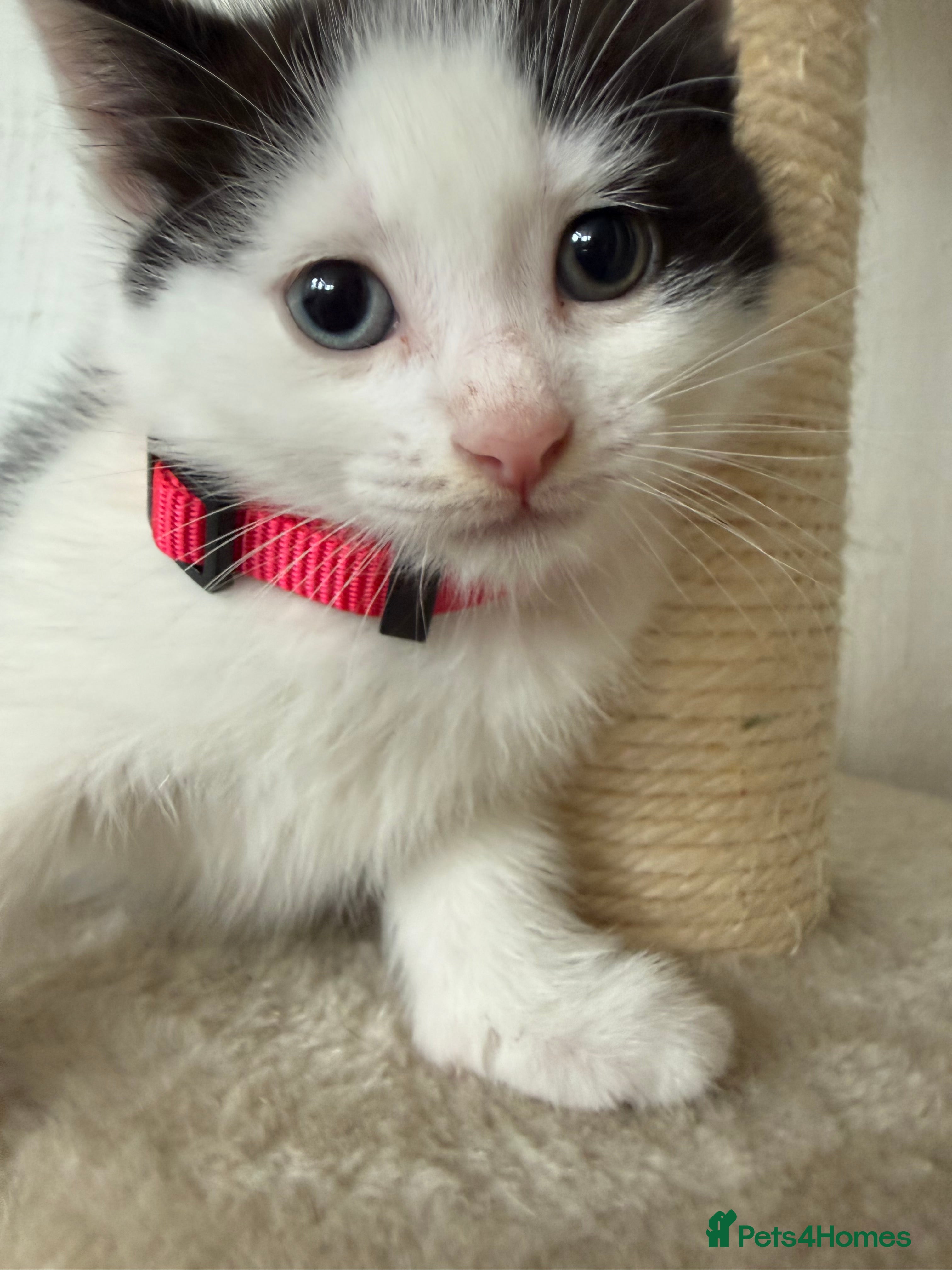 Mixed Breed cats Beautiful mixbreed kittens for sale - Advert 1