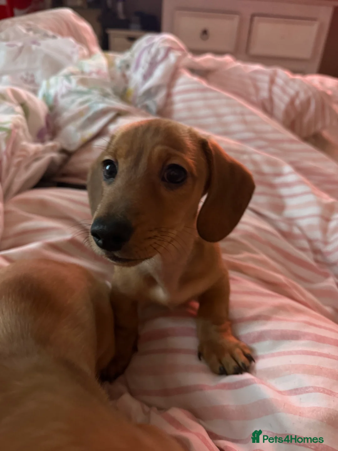 Miniature Dachshund dogs for sale: KC Miniature Dachshund, READY NOW  - Advert 11