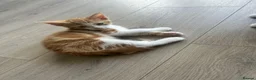 Mixed Breed cats for sale: GORGEOUS KITTENS  - Advert 16