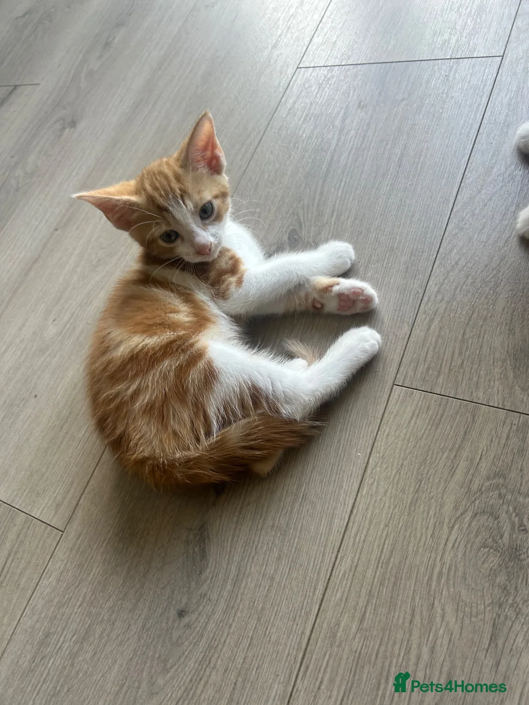 Mixed Breed cats for sale: GORGEOUS KITTENS  - Advert 16