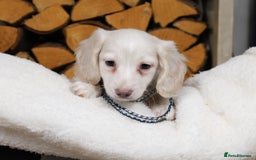 Miniature Dachshund dogs for sale: CREAM MINIATURE DACHSHUNDS CHAMPION PEDIGREE  - Image 6