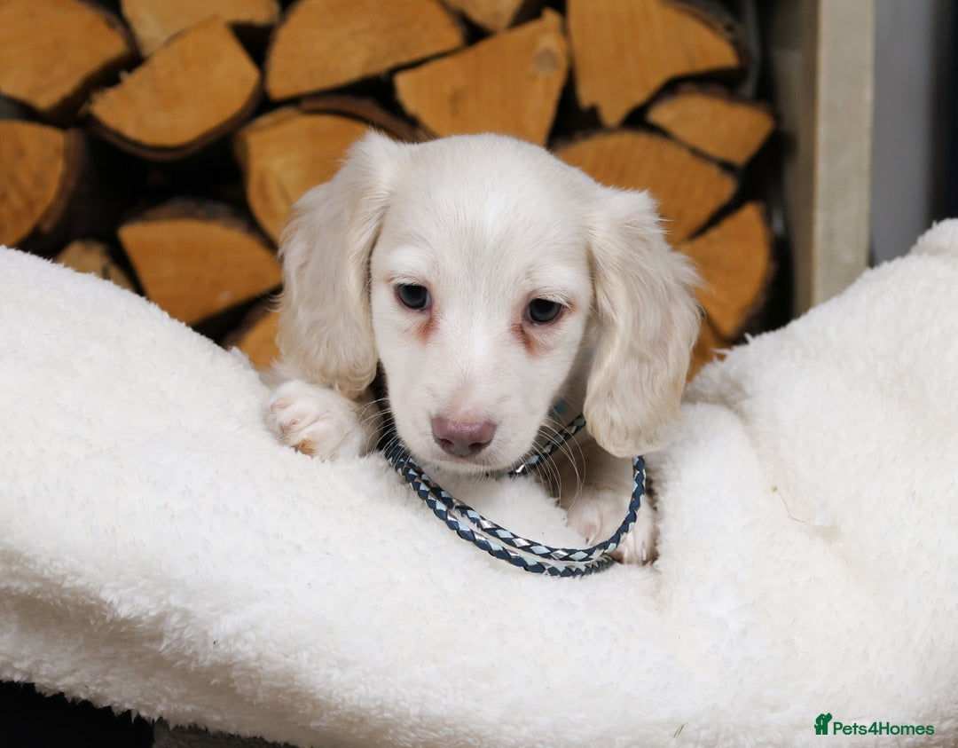 Miniature Dachshund dogs for sale: CREAM MINIATURE DACHSHUNDS CHAMPION PEDIGREE  - Image 6