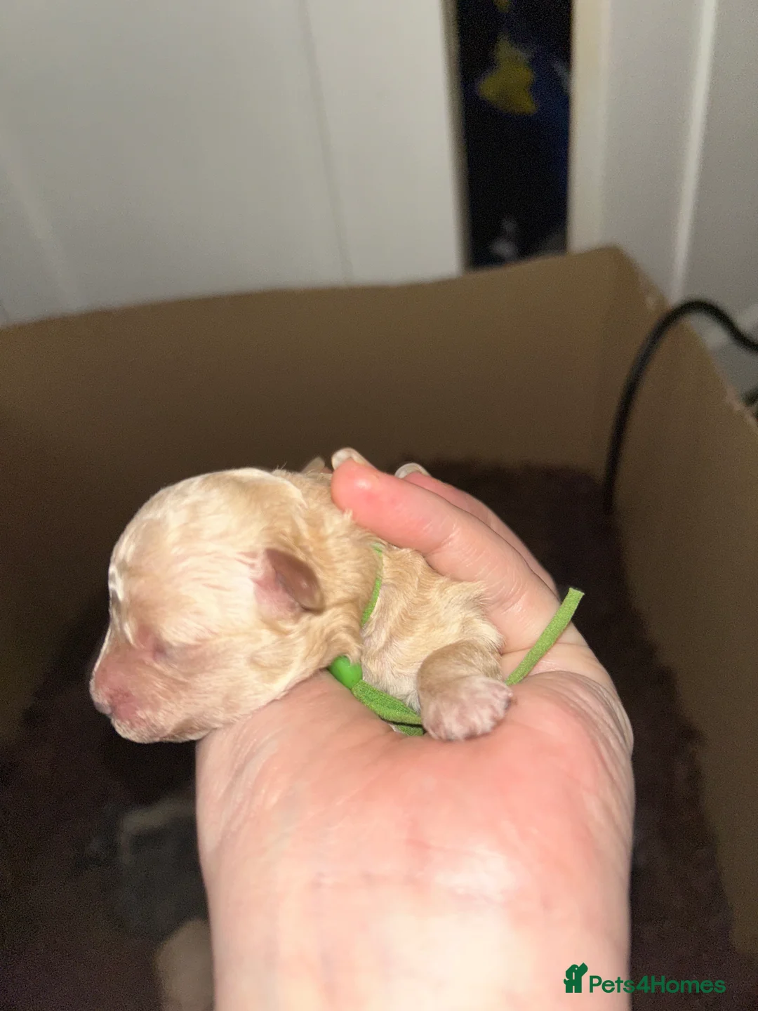 Maltipoo dogs for sale: Gorgeous maltipoo puppies  - Advert 11