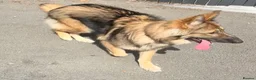 German Shepherd dogs for sale: KC reg 1 year bitch German Shepherd  - Advert 4