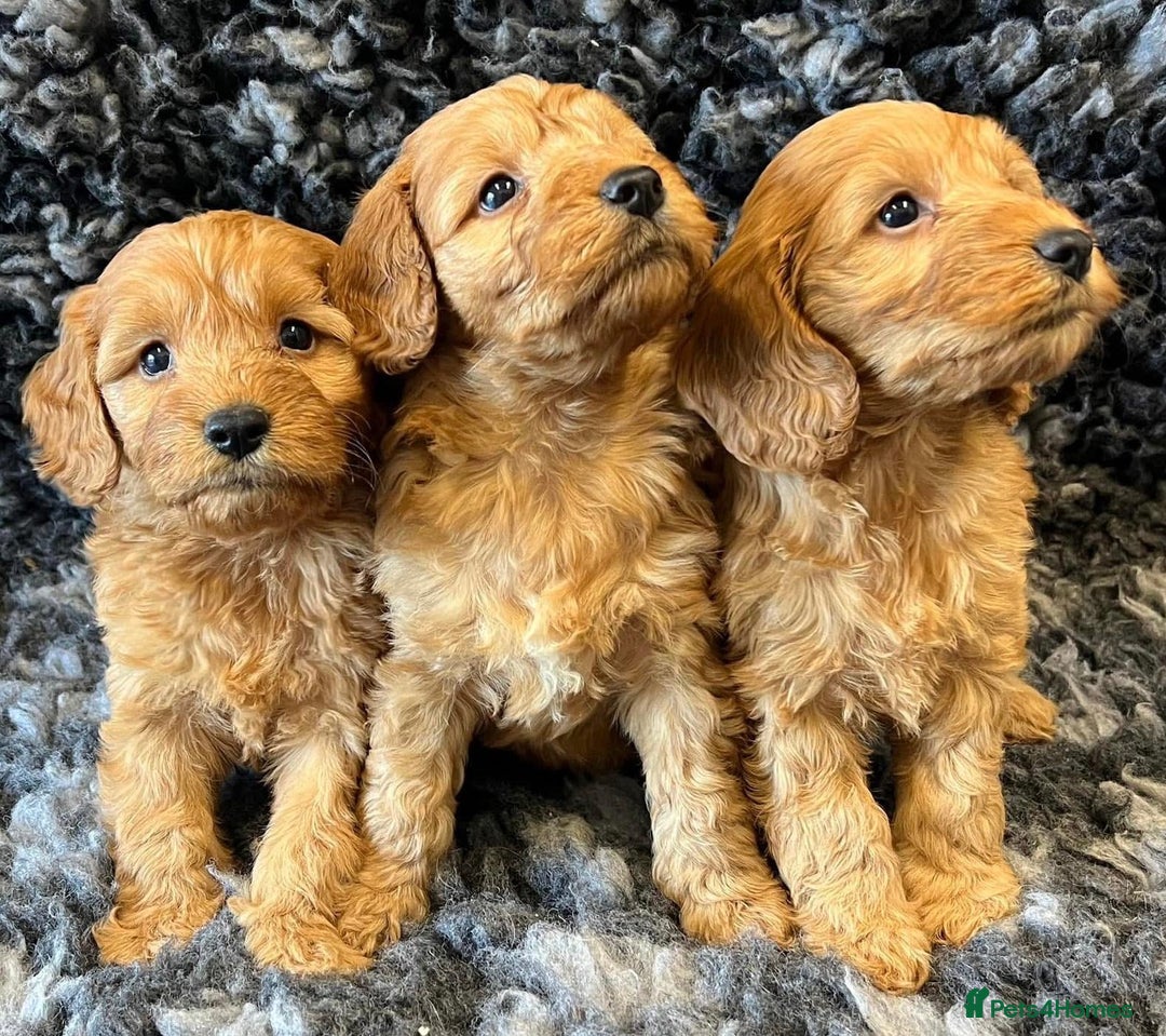 Cavapoo dogs for sale: Cavapoo puppies - Image 2