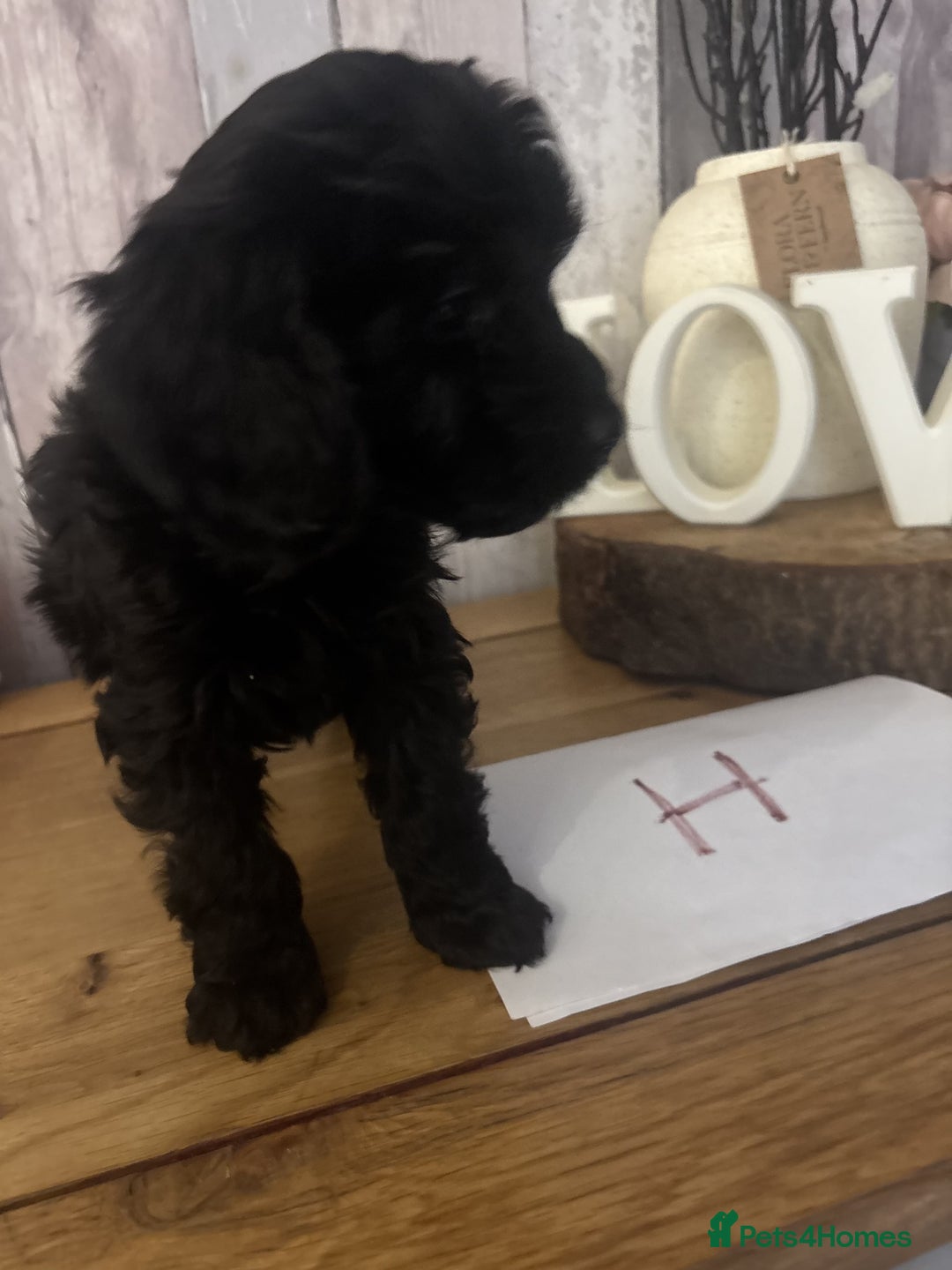 Cockapoo dogs for sale: Cockapoo Puppies looking for their forever homes - Advert 30
