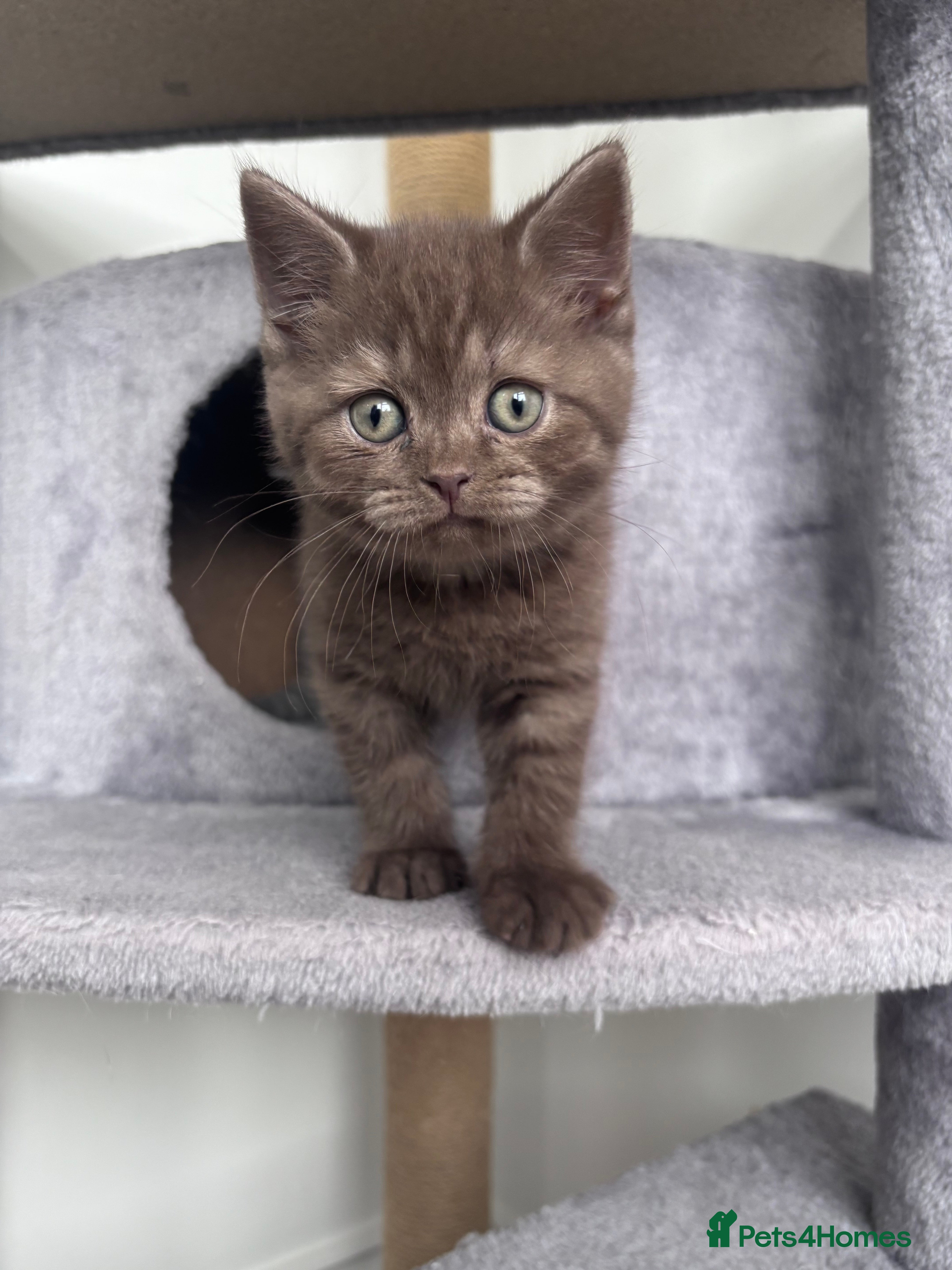 Scottish Fold cats British shorthair and Scottish straight mix  - Advert 2