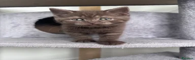 Scottish Fold 5