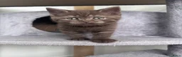 Scottish Fold cats for sale: British shorthair and Scottish straight mix  - Advert 2